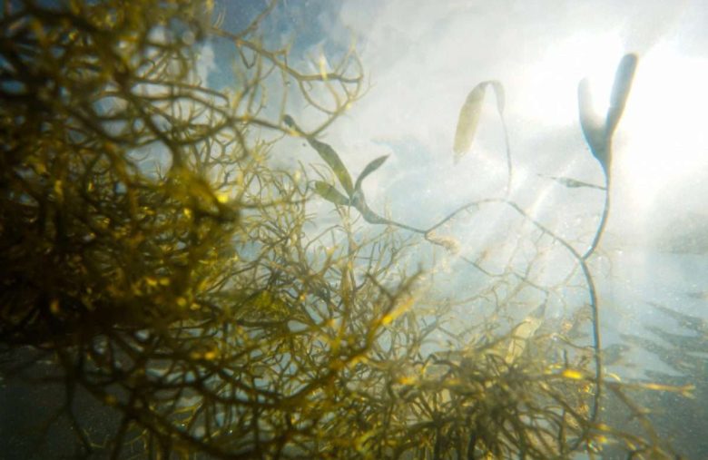 Omega 3 ADD ADHD algen